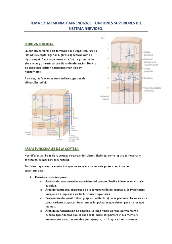 Miniatura del documento TEMA-17-memoria-y-aprendizaje.pdf
