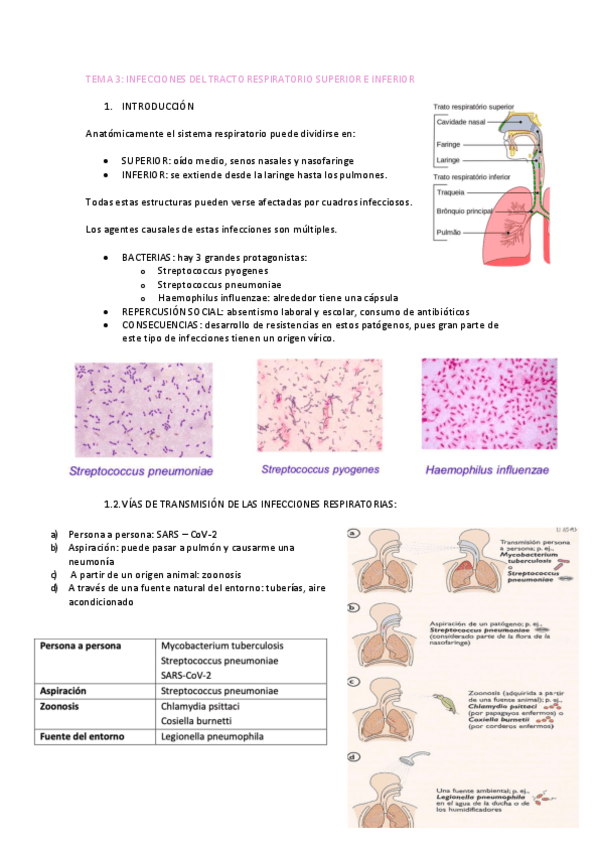 Miniatura del documento TEMA-3-MICROBIOLOGIA.pdf