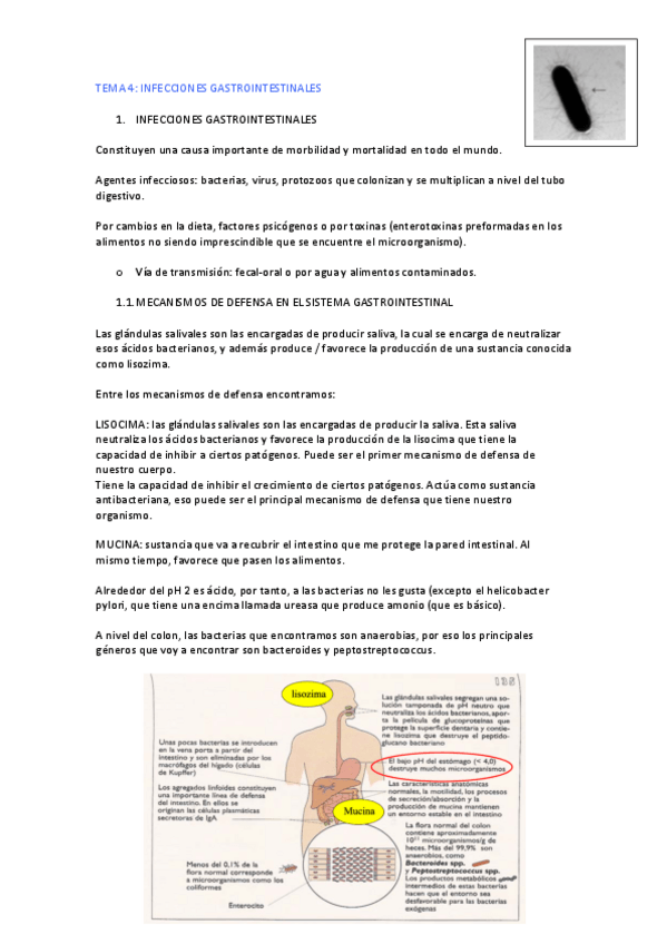 Miniatura del documento TEMA-4-microbiologia.pdf