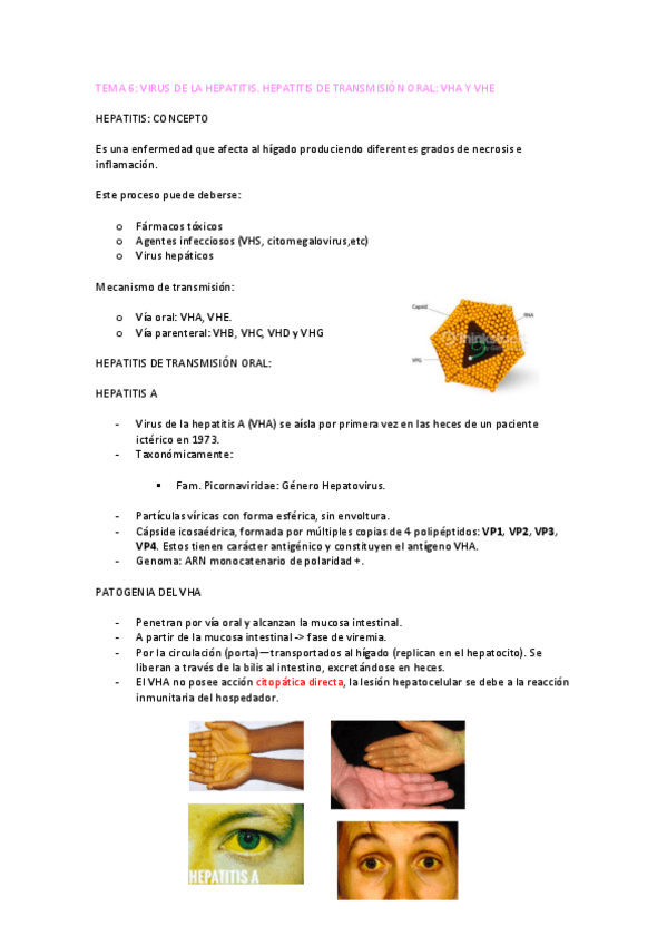 Miniatura del documento TEMA-6-microbiologia.pdf