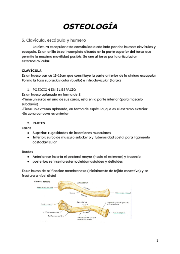 Miniatura del documento OSTEOLOGIA.pdf