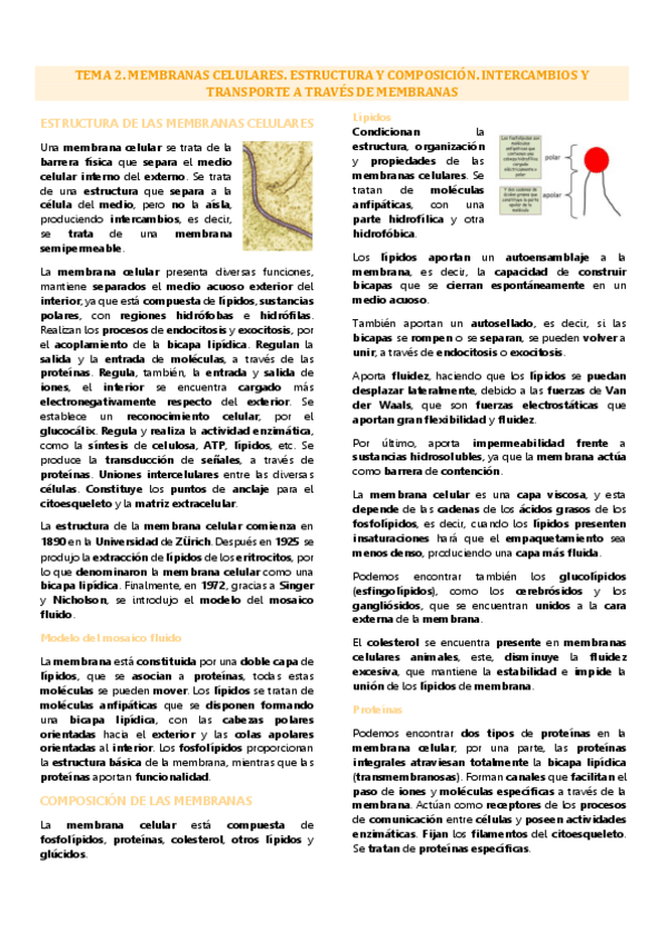 Miniatura del documento Tema 2 biología celular, membrana plasmática.pdf