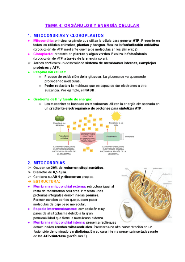 Miniatura del documento Tema4Organulos-y-energia-celular.pdf