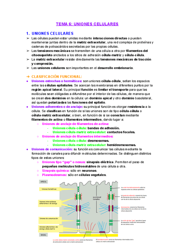 Miniatura del documento Tema6Uniones-celulares.pdf