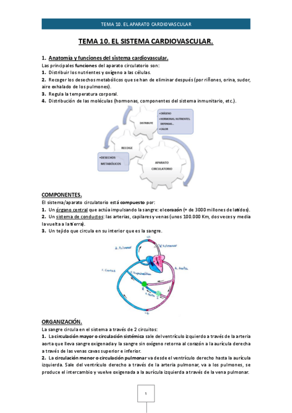 Miniatura del documento Tema-10.-El-sistema-cardiovascular.pdf