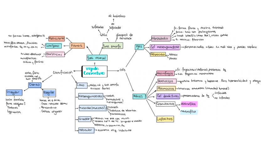 Miniatura del documento tejido-conectivo-esquema.jpg