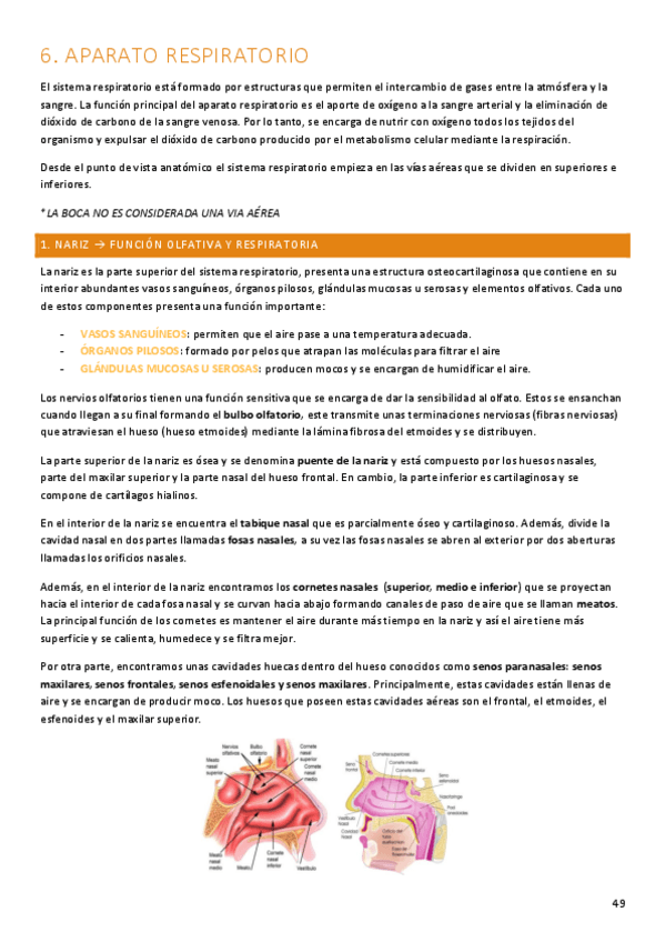 Miniatura del documento anatomia-tema-6-202324.pdf