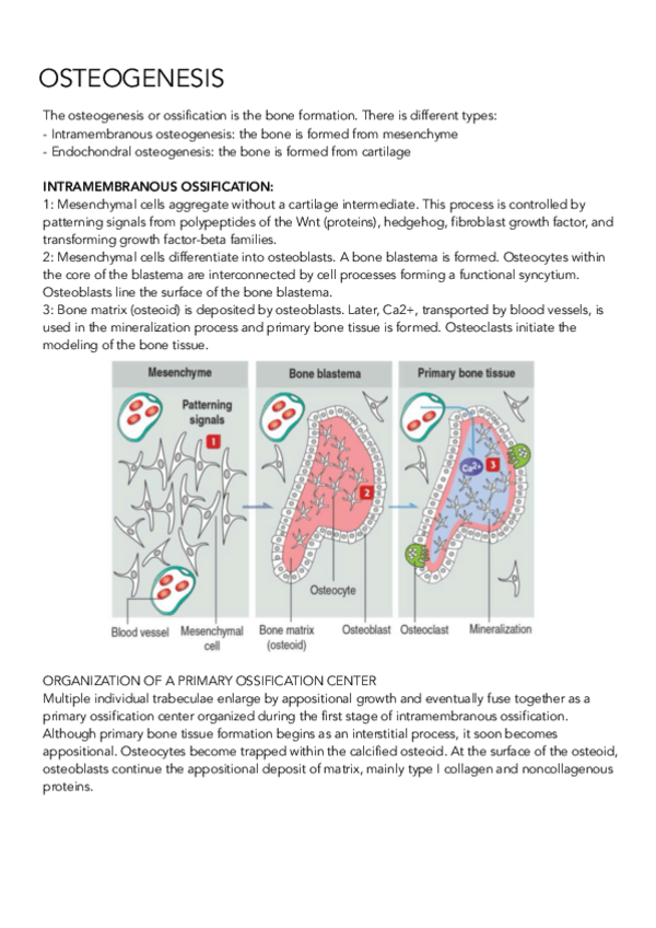 Miniatura del documento CHAPTER-5-BIOCELL-II.pdf