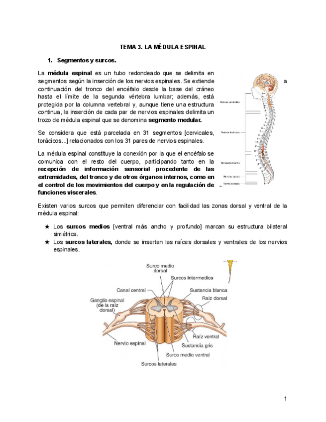 Miniatura del documento TEMA-3.-LA-MEDULA-ESPINAL.pdf