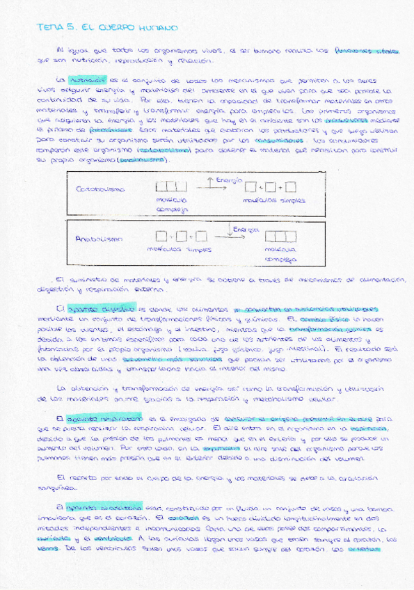 Miniatura del documento RESUMEN-TEMA-5-EL-CUERPO-HUMANO.pdf
