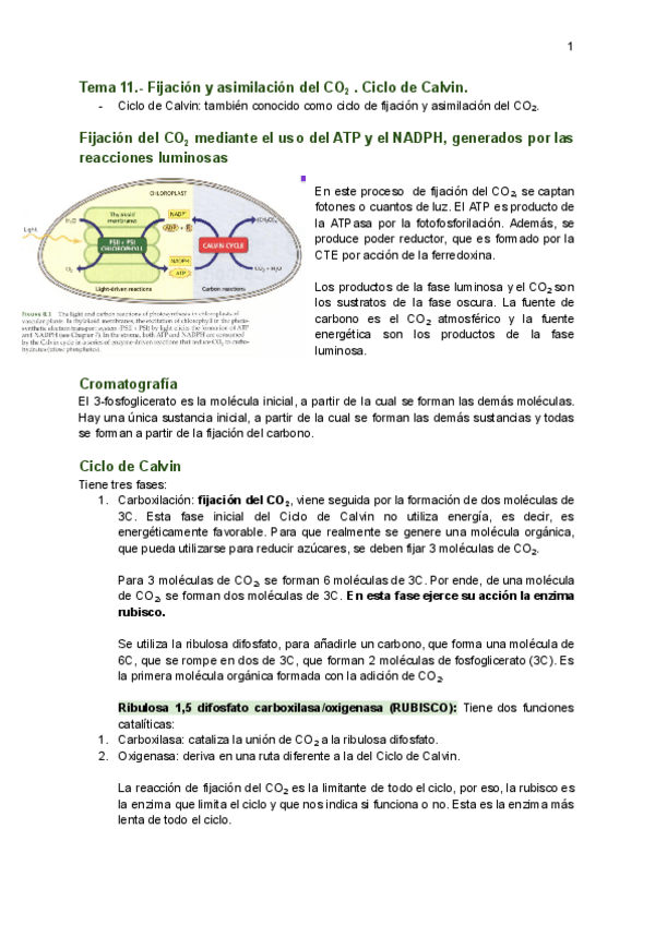 Miniatura del documento Tema-11.pdf