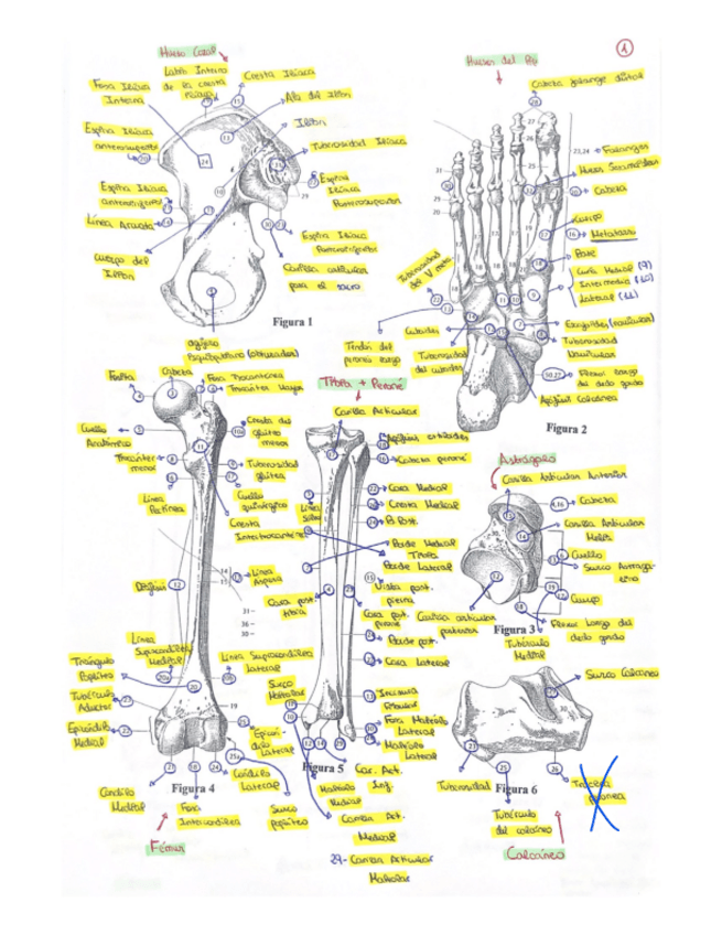 Miniatura del documento PRACTICAS-ANATOMIA.pdf