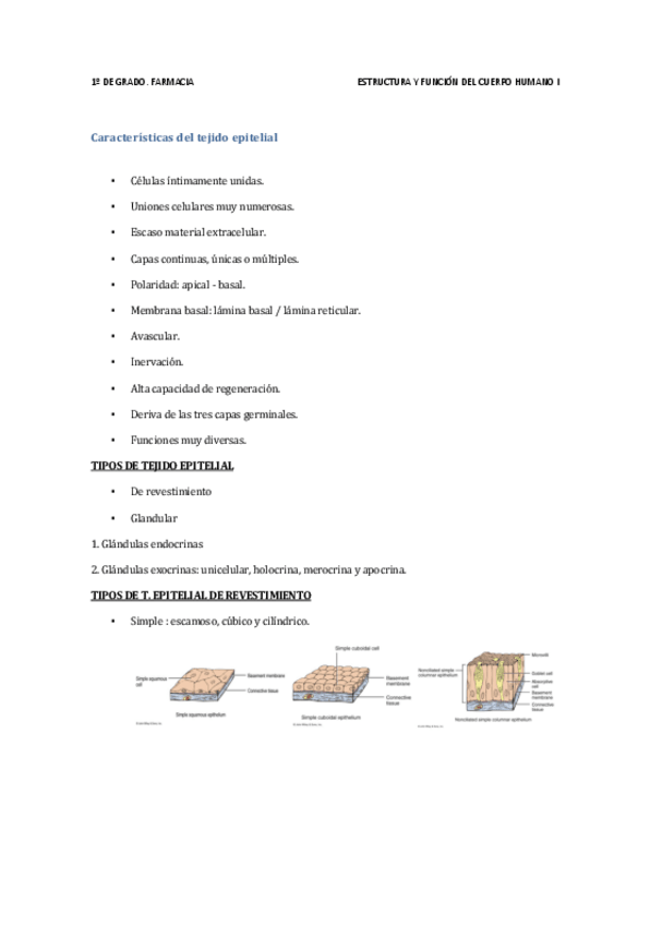 Miniatura del documento wuolah-free-anat-ev-continua-gulag-free.pdf