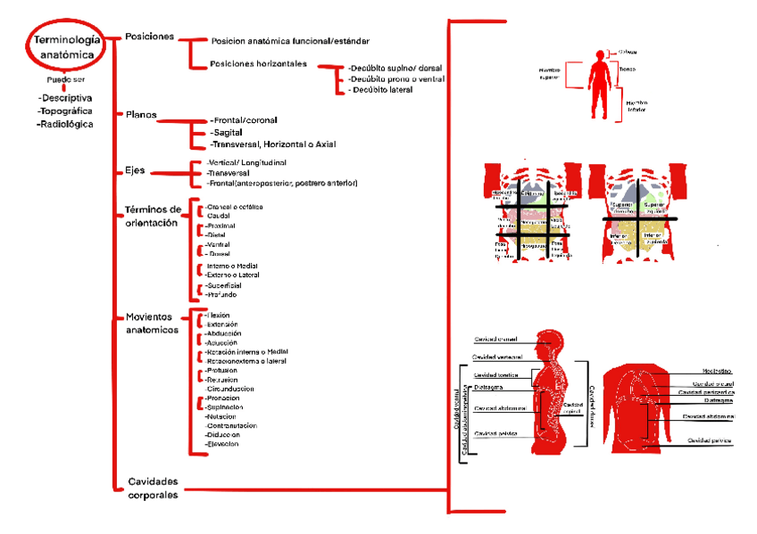 Miniatura del documento Terminologia-anatomica.pdf