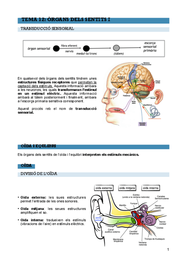 Miniatura del documento T-12-Organs-dels-sentits-I-PDF.pdf