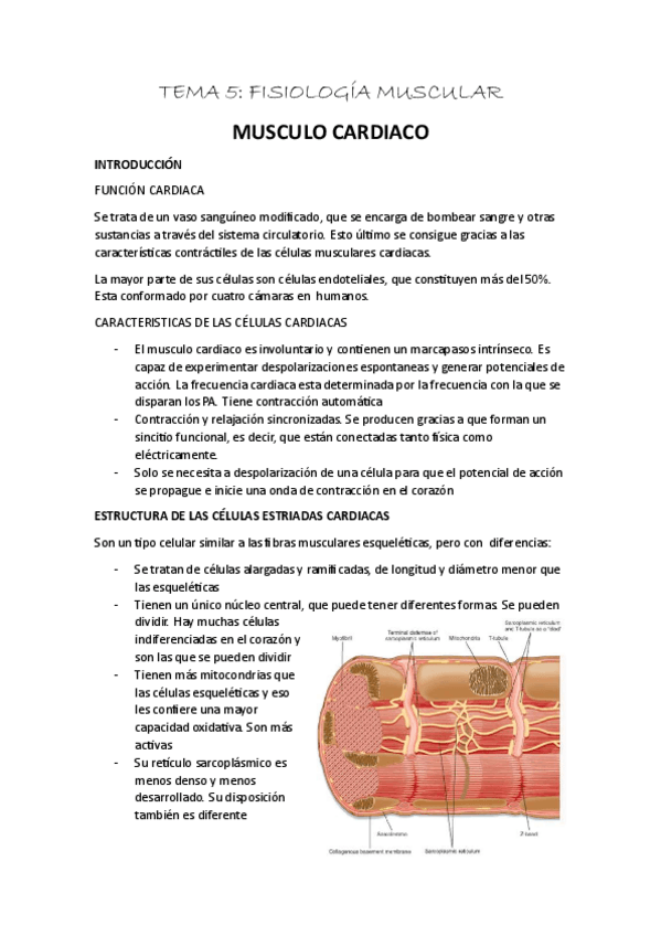 Miniatura del documento tema-5-continuacion.-Fisiologia-muscular-cardiaca-y-lisa.pdf