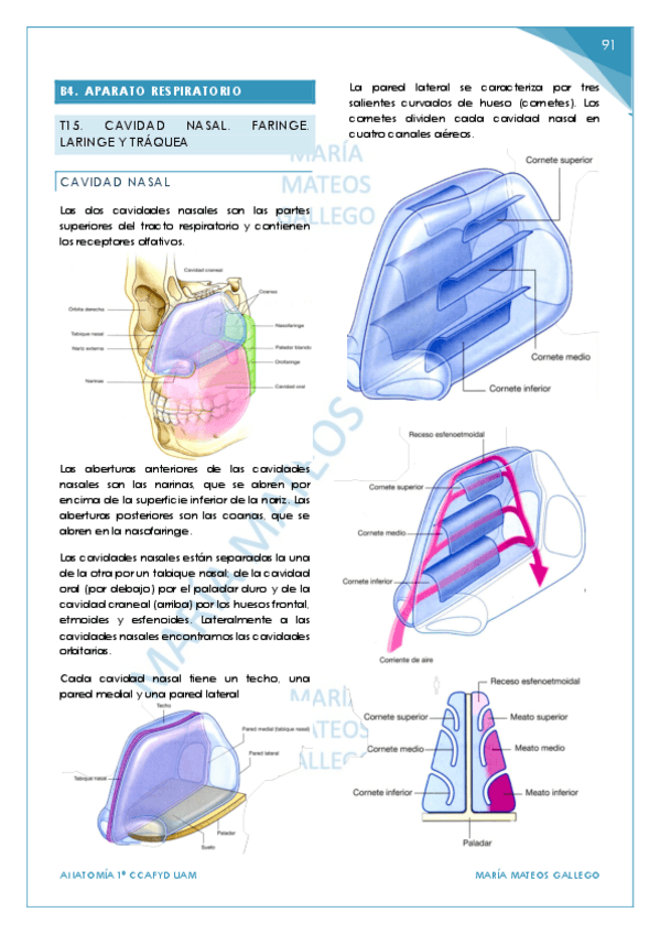 Miniatura del documento Temas-15-18.-BLOQUE-4-7.-Aparato-respiratorio-urinario-y-digestivo.pdf