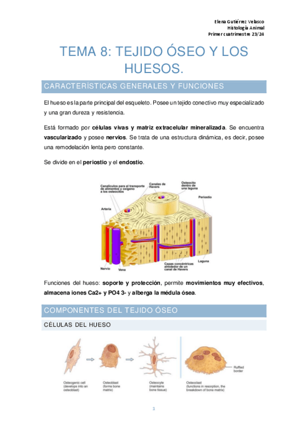 Miniatura del documento tema-8-histologia.pdf