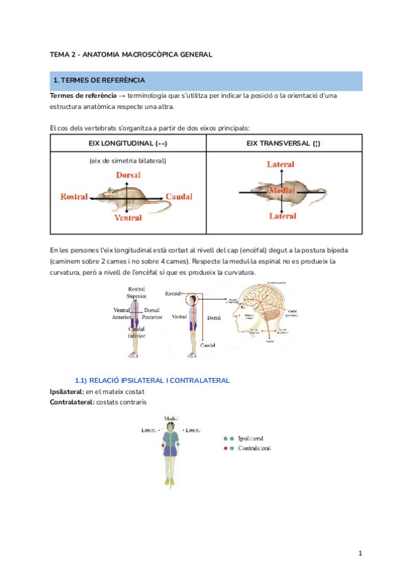 Miniatura del documento TEMA-2-ANATOMIA-MACROSCOPICA-GENERAL.pdf
