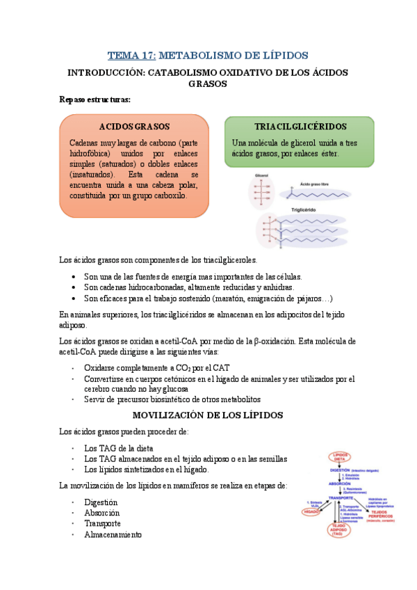 Miniatura del documento RESUMEN-T17.pdf