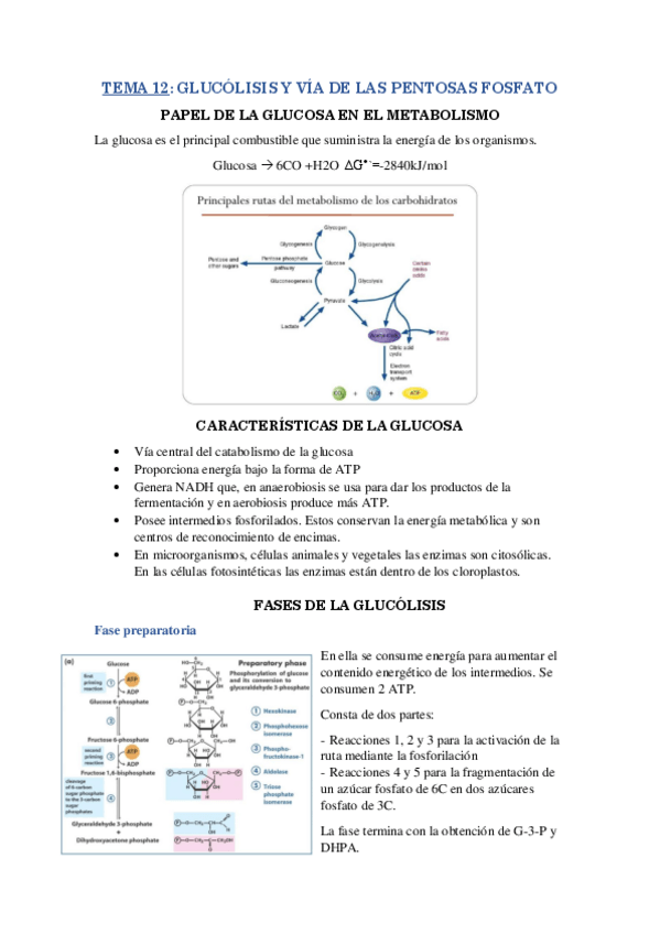 Miniatura del documento RESUMEN-T12.pdf