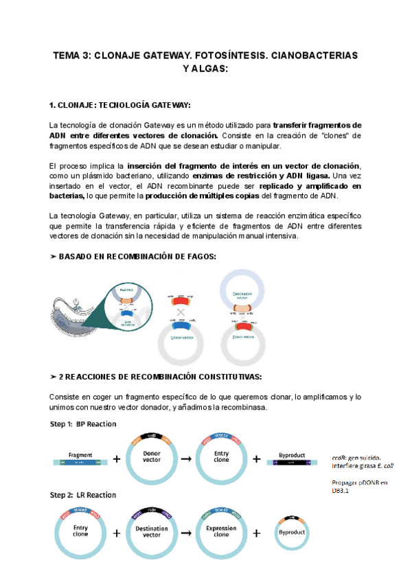 Miniatura del documento TEMA-3-CLONAJE-GATEWAY.-FOTOSINTESIS.-CIANOBACTERIAS-Y-ALGAS.pdf