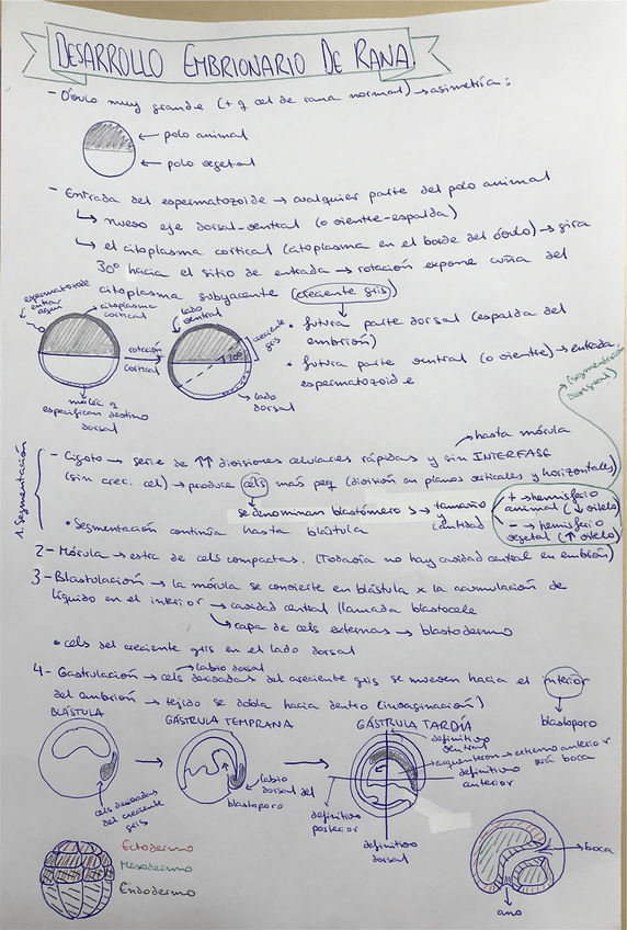 Miniatura del documento Apuntes-Practica-1-Desarrollo-embrionario-de-Rana-.pdf