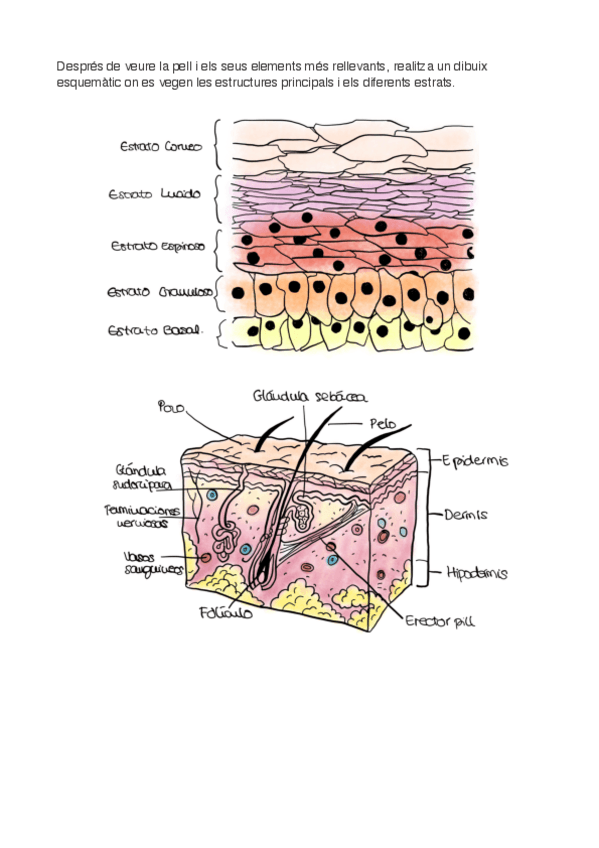 Miniatura del documento Esquema-capas-piel.pdf
