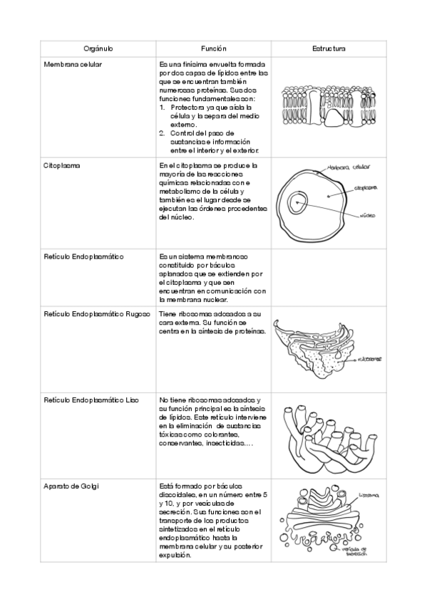 Miniatura del documento Tabla-estructura-celula.pdf