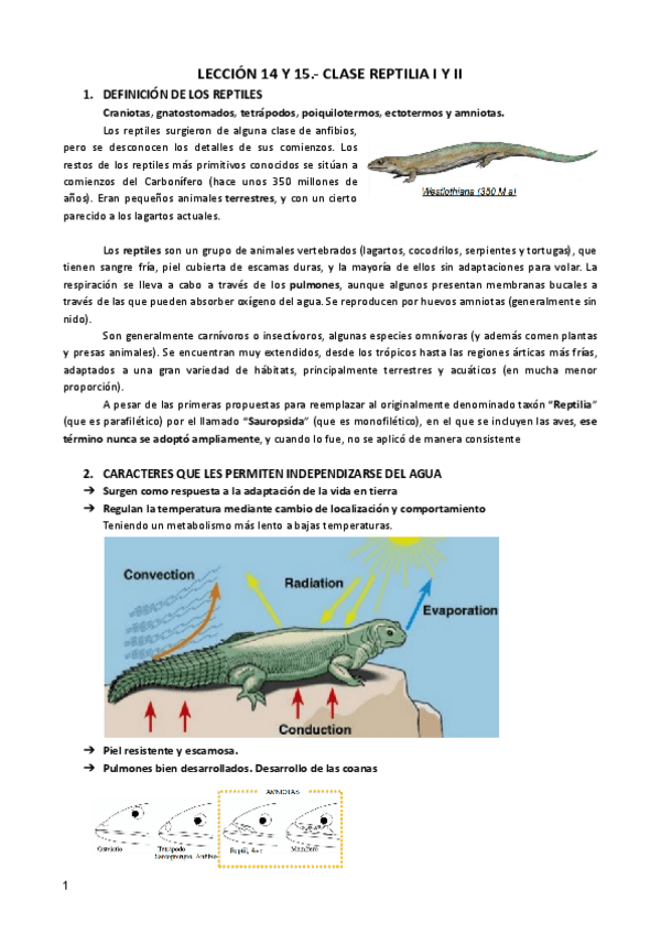 Miniatura del documento LECCION-14-Y-15-ZOO.pdf
