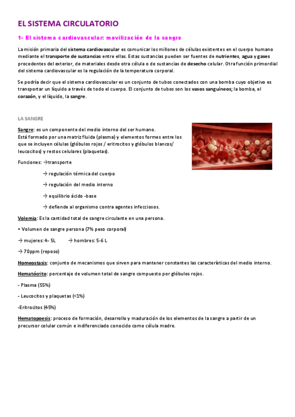 Miniatura del documento EL-SISTEMA-CIRCULATORIO.pdf