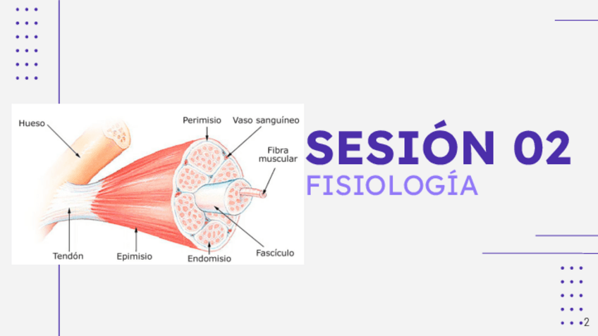 Miniatura del documento MUSCULO-ESQUELETICO.pdf