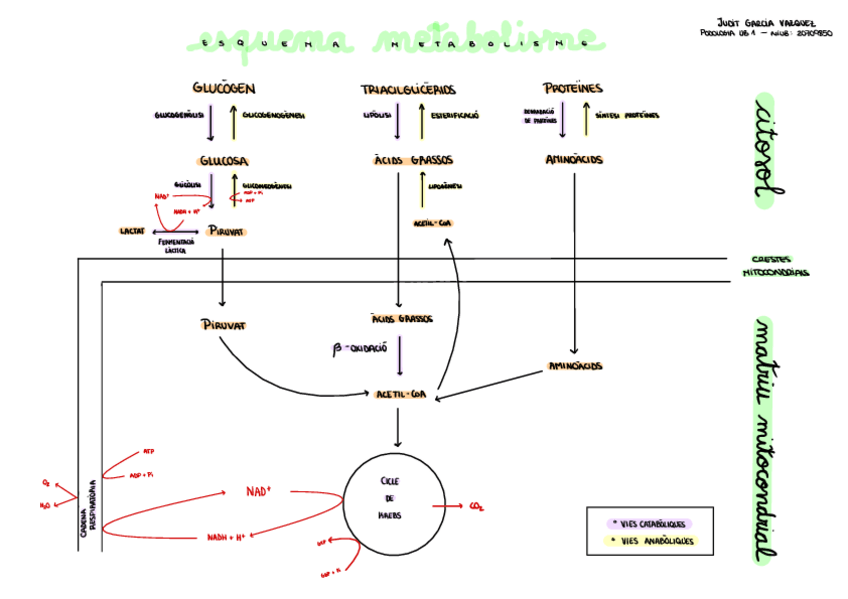 Miniatura del documento Esquema-Metabolisme-BQ.pdf