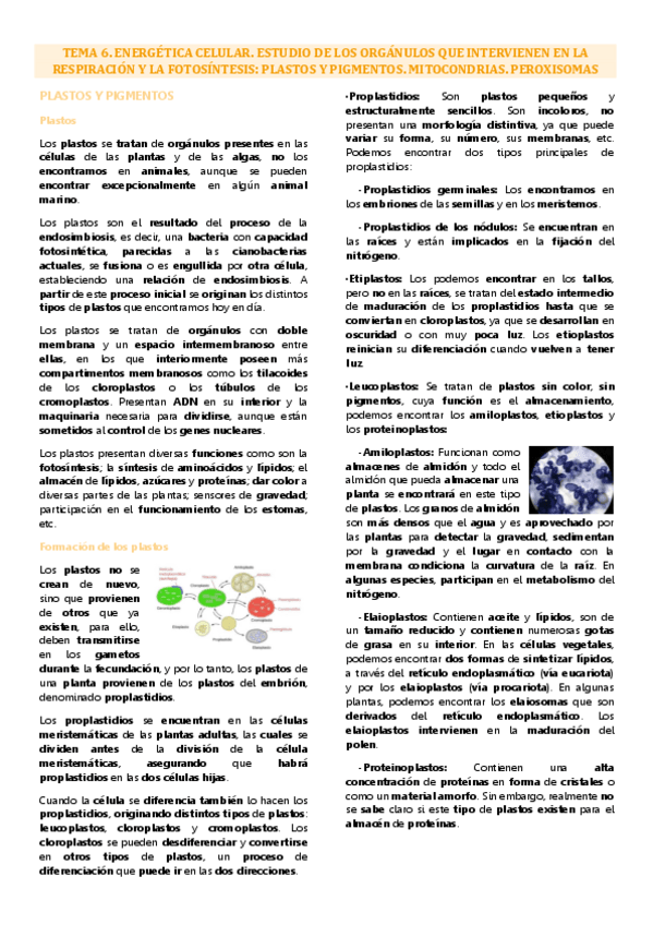 Miniatura del documento Tema 6 biología celular, energética celular.pdf