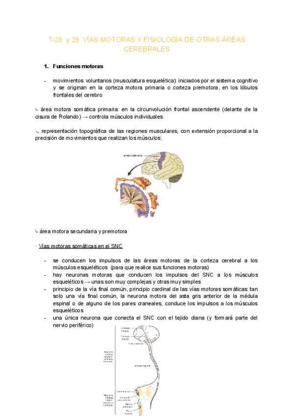 Miniatura del documento T-28-y-29-VIAS-MOTORAS-Y-FISIOLOGIA-DE-OTRAS-AREAS-CEREBRALES.pdf