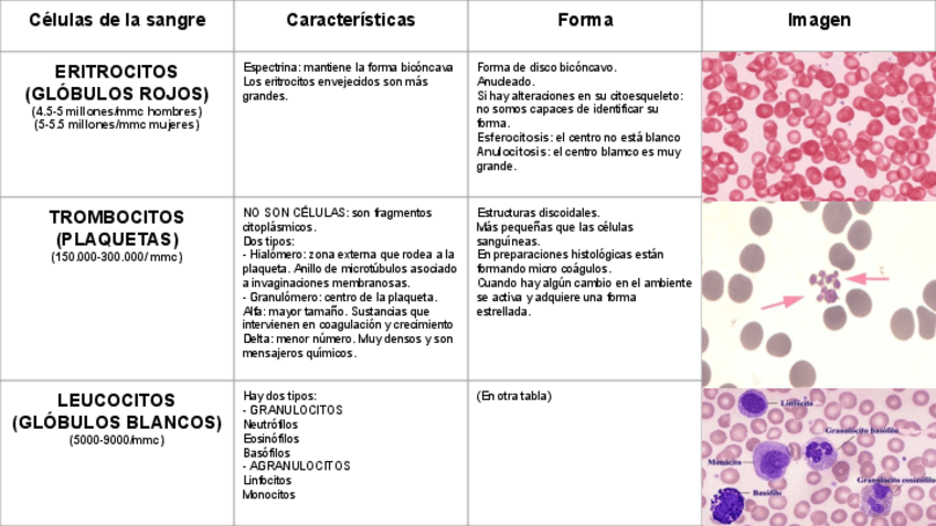 Miniatura del documento Tabla células de la sangre.pdf