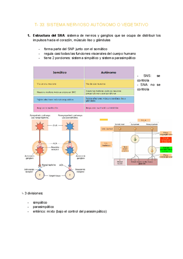 Miniatura del documento T-33-SISTEMA-NERVIOSO-AUTONOMO-O-VEGETATIVO.pdf