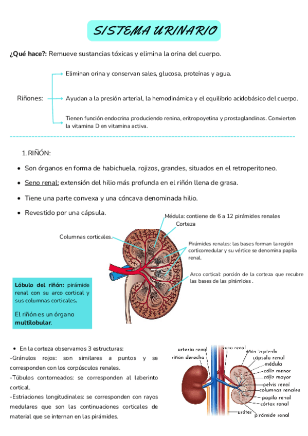 Miniatura del documento SISTEMA-URINARIO.pdf