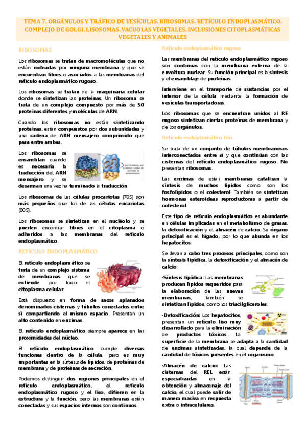 Miniatura del documento Tema 7 biología celular, orgánulos y tráfico de vesículas.pdf