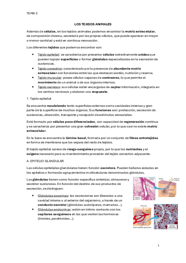 Miniatura del documento LOS-TEJIDOS-ANIMALES.pdf