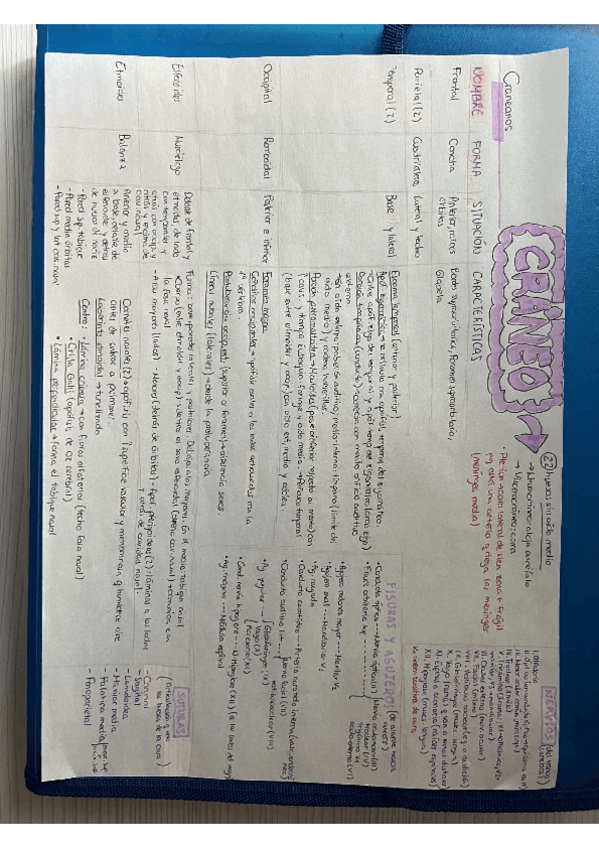 Miniatura del documento esquema-craneo.pdf