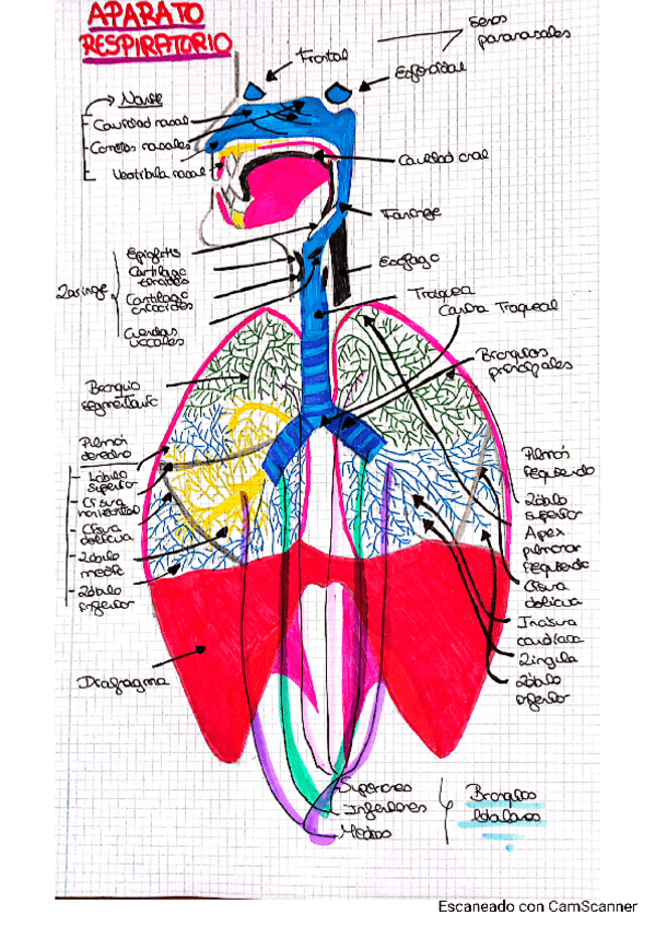 Miniatura del documento Dibujos-Aparato-Respiratorio.pdf