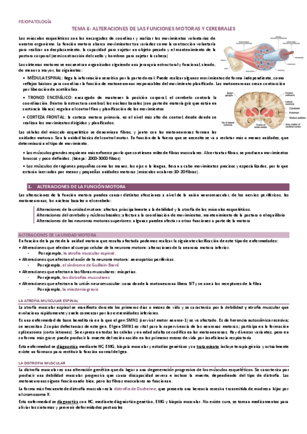 Miniatura del documento T6. Alteraciones de las funciones motoras y cerebrales.pdf