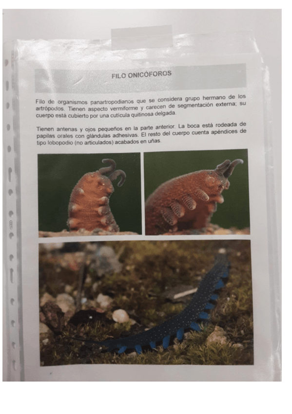 Miniatura del documento diapositivas-practica-6-Quelicerados-y-miriapodos.pdf