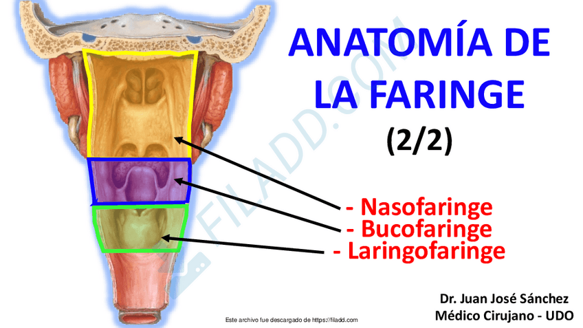 Miniatura del documento 19Canal-Cuello-14-Anatomia-de-la-Faringe-2-Nasofaringe-Bucofaringe-Laringofaringe.pdf