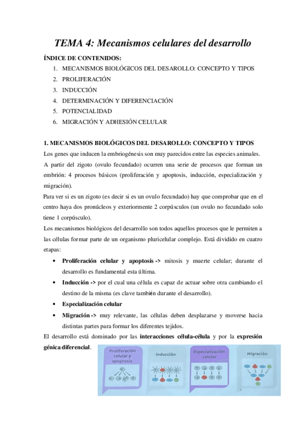 Miniatura del documento Tema-4-5-embriologia-Prof.-Begona-Villar.pdf