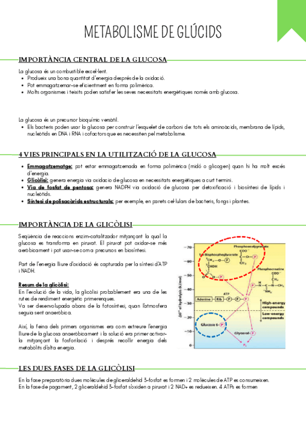 Miniatura del documento Tema-4.-METABOLISME-DE-GLUCIDS.pdf