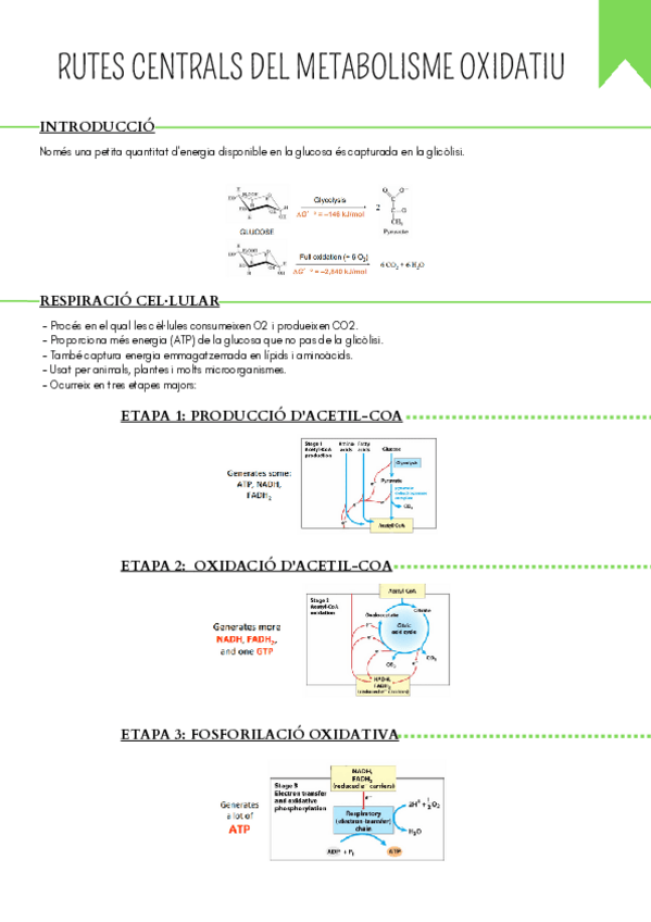 Miniatura del documento Tema-5.-RUTES-CENTRALS-DEL-METABOLISME-OXIDATIU.pdf
