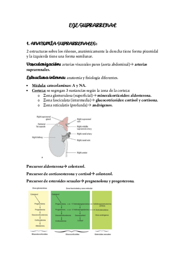 Miniatura del documento EJE-SUPRARRENAL.pdf