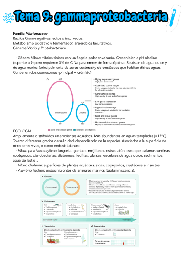 Miniatura del documento TEMA-9-MICRO-II.pdf
